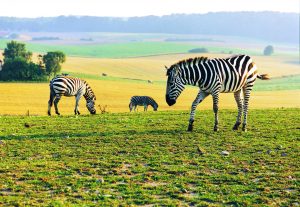 zebra